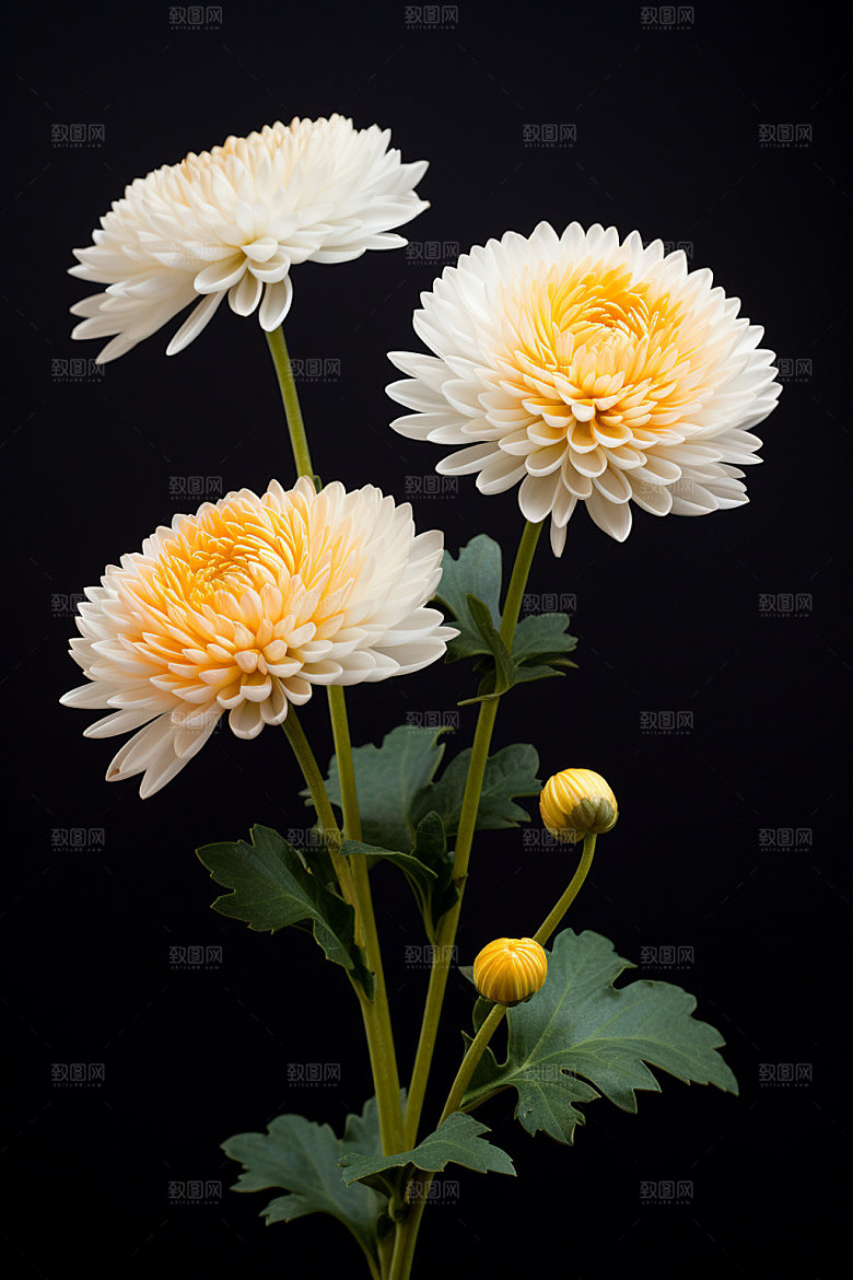 秋季花卉花朵秋日模型