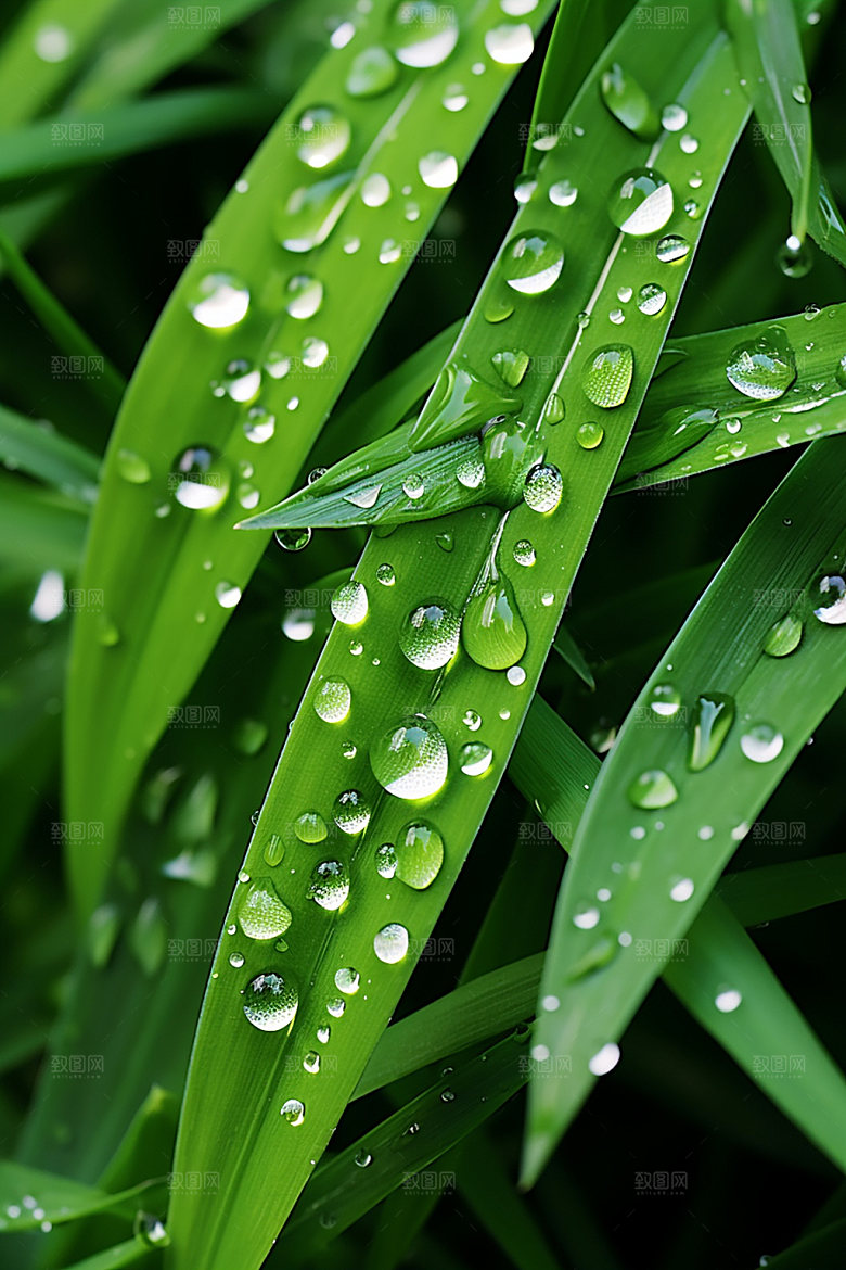 白露节气秋季摄影图
