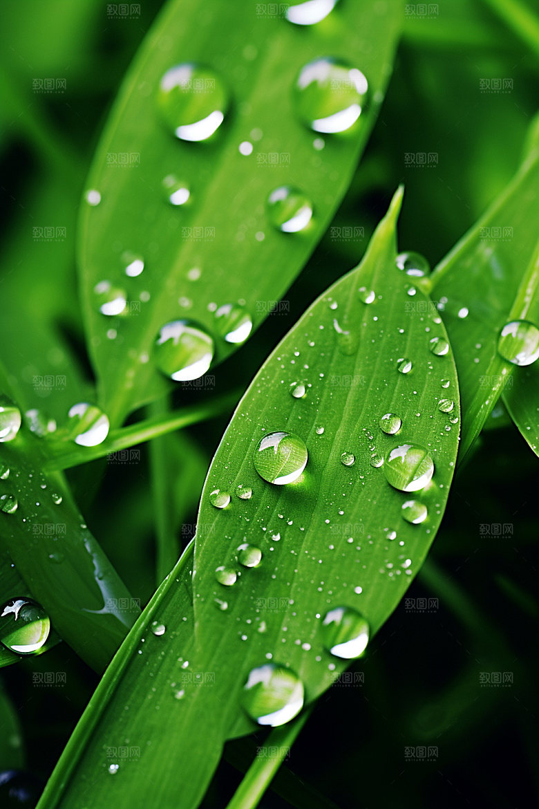 白露节气唯美摄影图