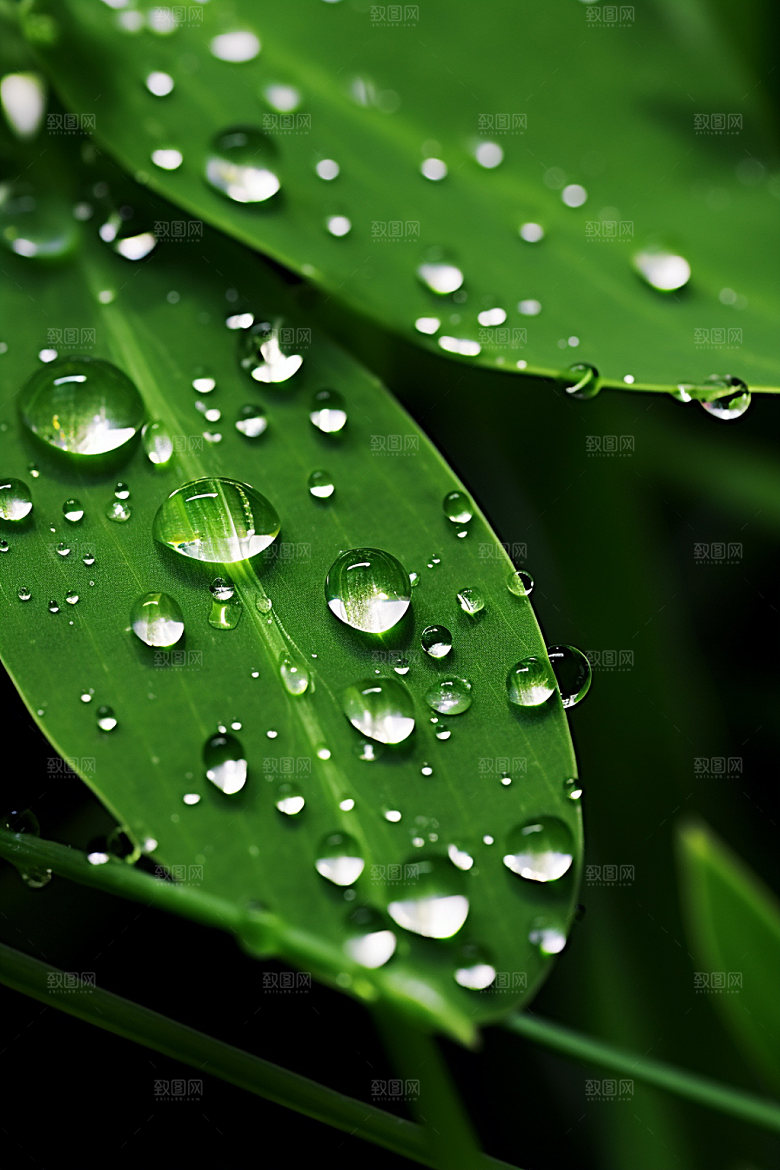 白露节气秋天摄影图