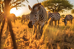 斑马哺乳动物非洲大草原摄影图