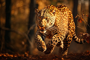 豹子哺乳动物猎豹摄影图