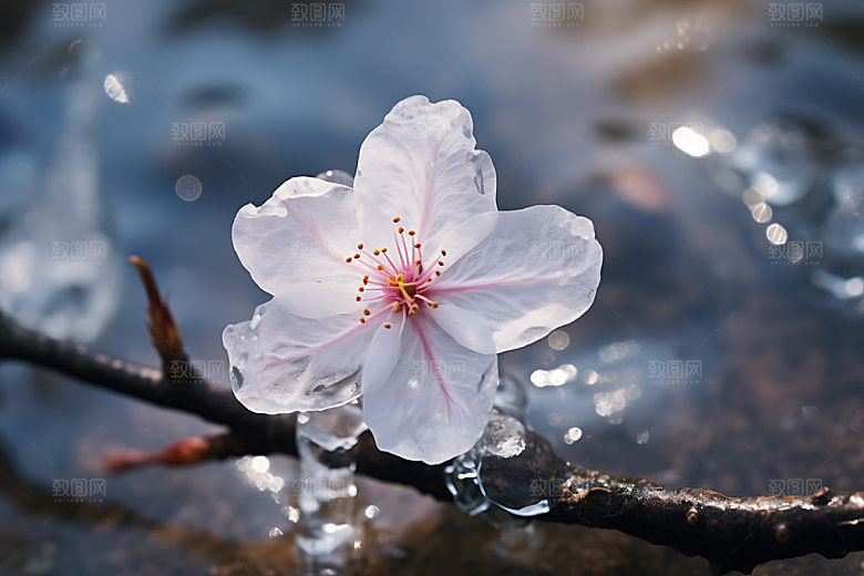 冰冻鲜花唯美标本摄影图