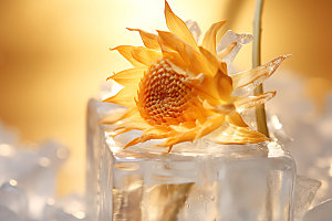 冰冻鲜花植物冰块摄影图