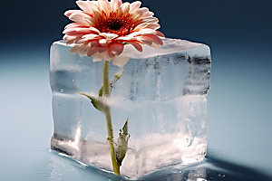 冰冻鲜花浪漫创意摄影图