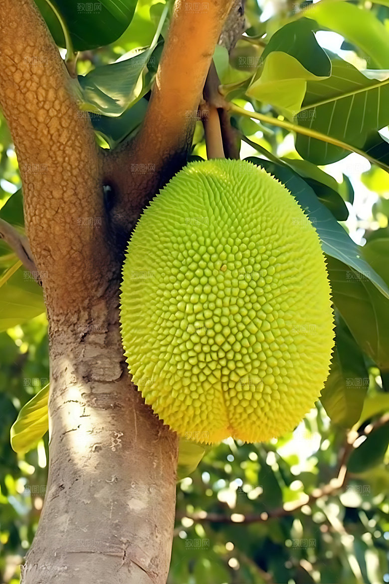 波罗蜜水果美味摄影图