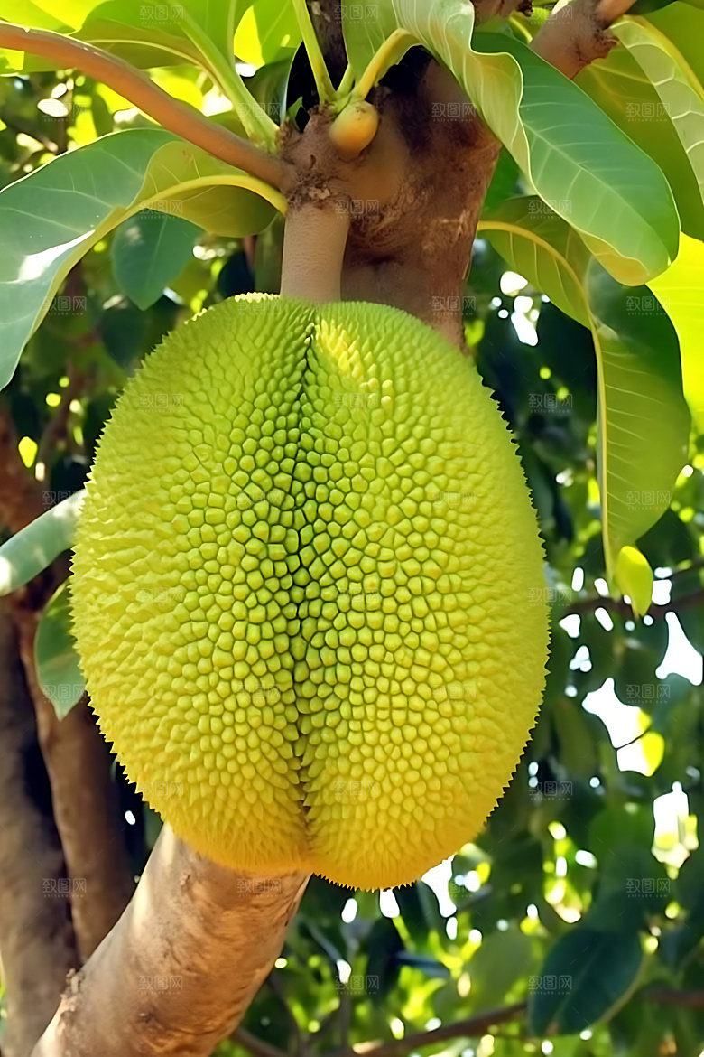 波罗蜜美食热带摄影图