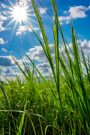 草原蓝天绿色草地摄影图