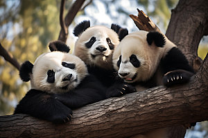 大熊猫国宝高清摄影图