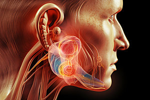耳部构造耳科人体剖面插图