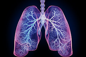 肺部构造人体构造内脏插图