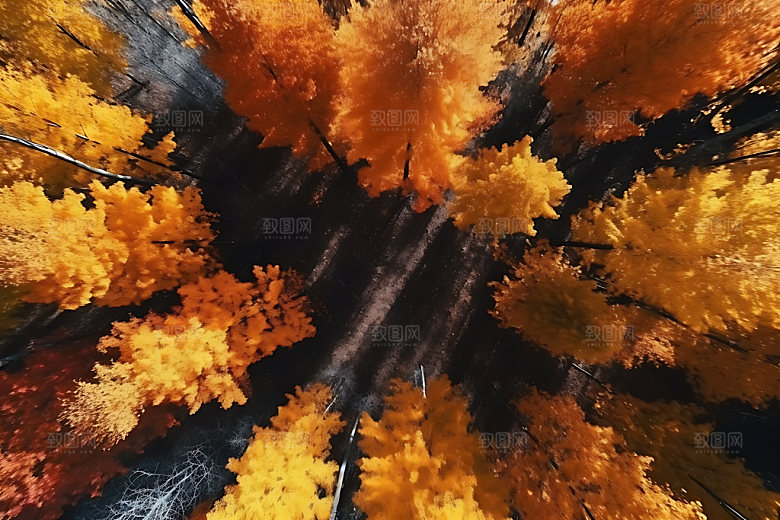 枫叶秋天秋色摄影图