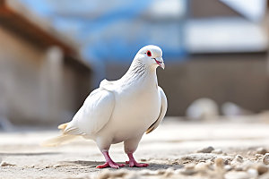 白鸽信鸽动物摄影图