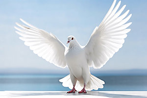 白鸽动物鸟类摄影图