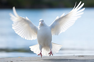 白鸽动物信鸽摄影图