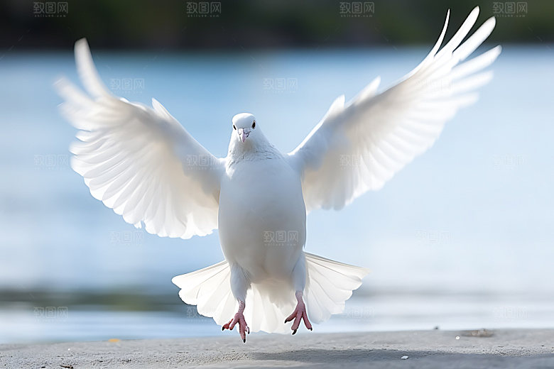 白鸽动物信鸽摄影图