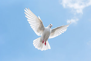 白鸽自然动物摄影图