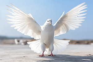 白鸽自然鸟类摄影图