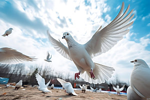 白鸽动物和平象征摄影图