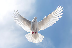 白鸽动物鸽子摄影图