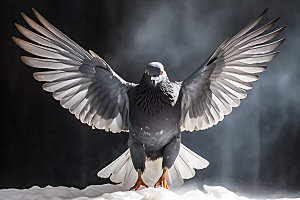 白鸽鸟类高清摄影图