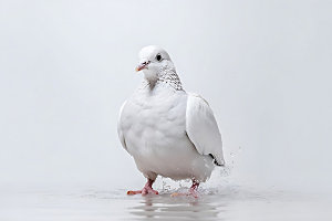 白鸽信鸽和平象征摄影图