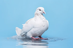 白鸽动物自然摄影图