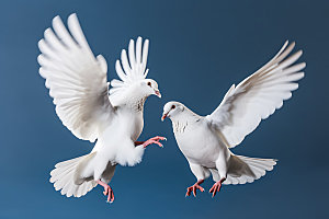 白鸽和平象征信鸽摄影图