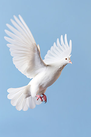 白鸽高清鸟类摄影图