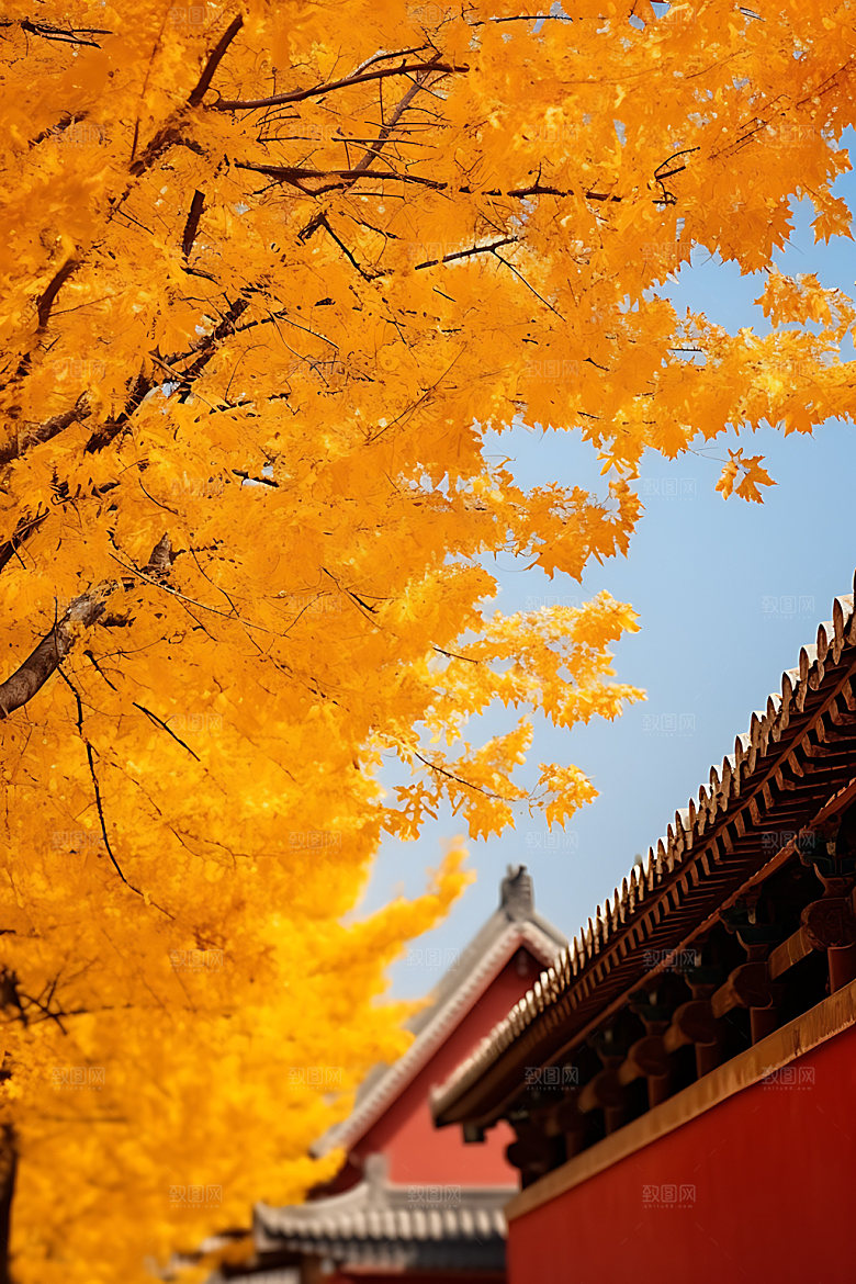 故宫银杏红墙实景效果图