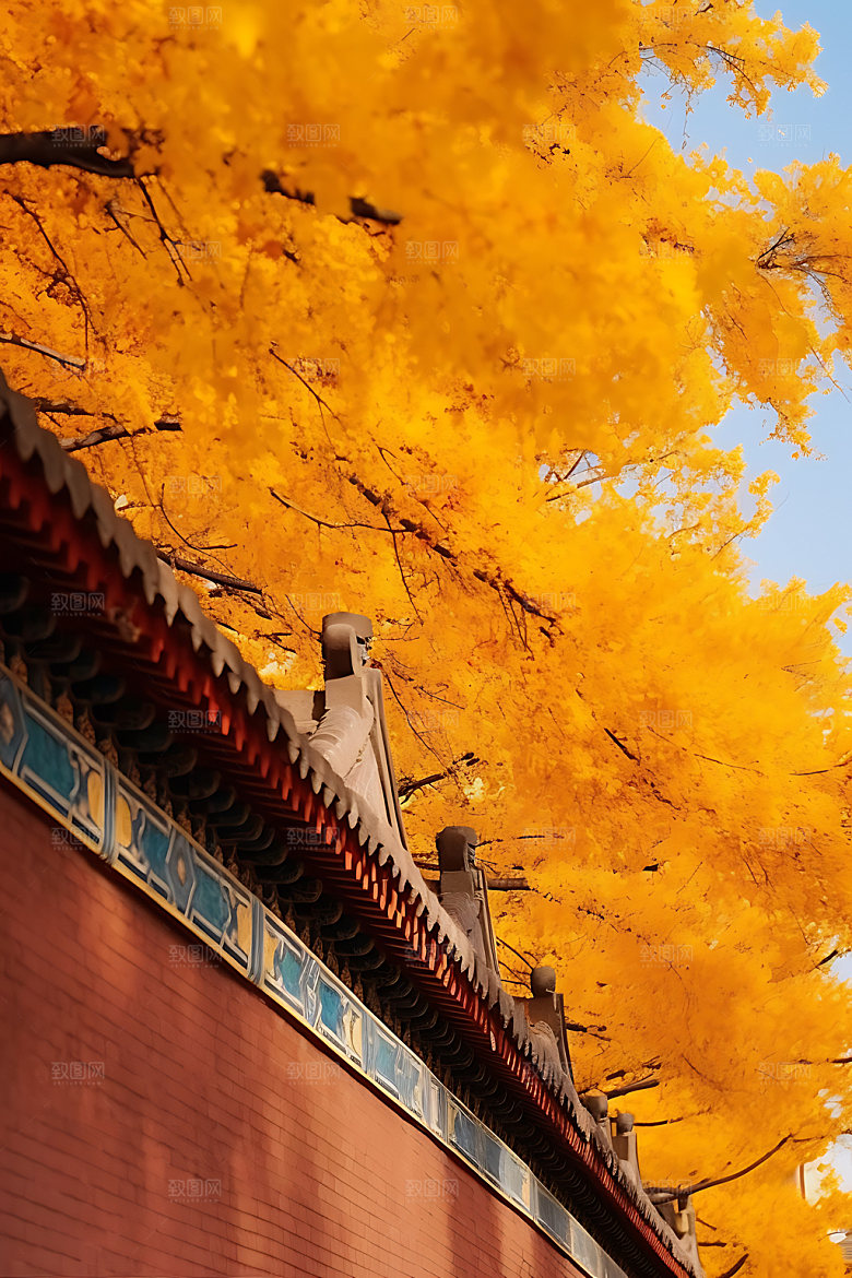 故宫银杏秋日秋天效果图