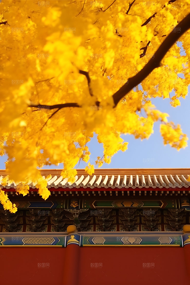 故宫银杏秋色实景效果图