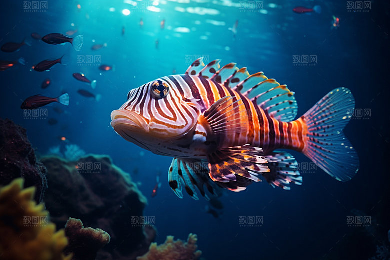 海底世界蓝色高清摄影图