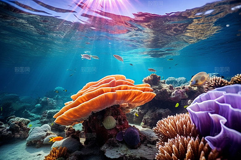 海底世界水底海洋生物摄影图