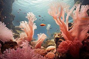 海底世界海洋生物珊瑚礁摄影图