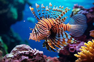 海底世界大海珊瑚礁摄影图