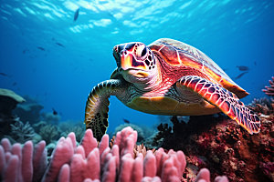海龟高清自然摄影图