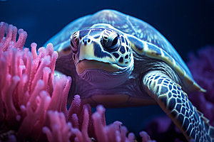 海龟自然玳瑁摄影图