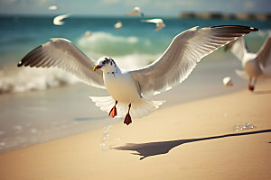 海鸥鸟类自然摄影图