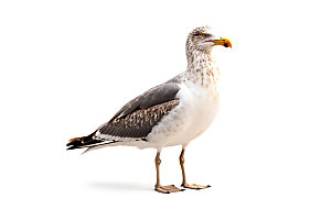 海鸥动物海鸟摄影图