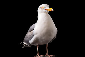 海鸥海鸟高清摄影图