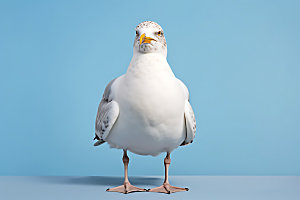 海鸥自然动物摄影图