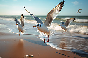 海鸥自然海鸟摄影图
