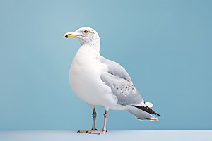 海鸥高清自然摄影图