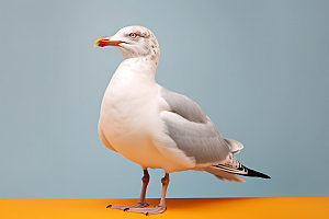海鸥海鸟自然摄影图