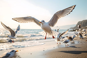 海鸥鸟类自然摄影图