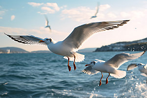 海鸥海鸟鸟类摄影图