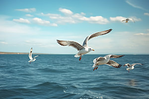 海鸥高清鸟类摄影图