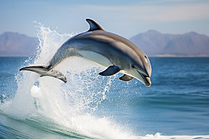海豚大海保护动物摄影图