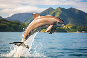 海豚保护动物自然摄影图